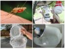 Armadilhas caseiras para mosquitos