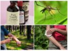 Remedii pentru țânțari pe bază de vanilină
