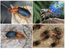 Stile di vita dello scarabeo