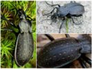 Ground beetle ng genus Circus