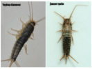 Silverfish comune e termobia domestica