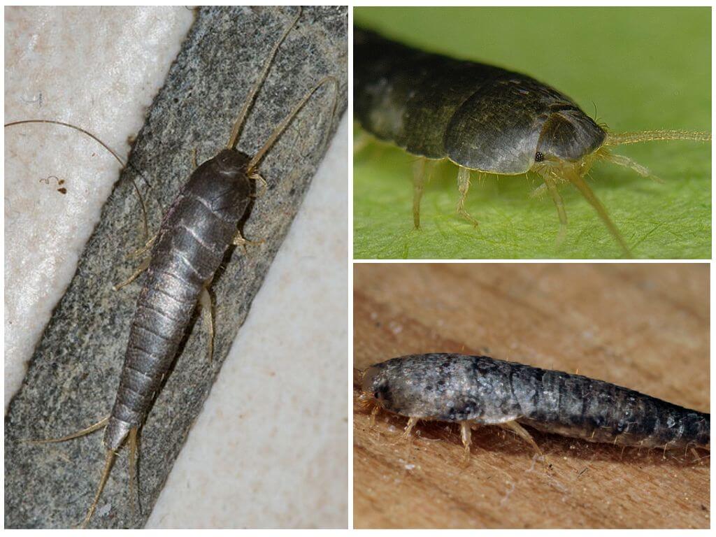 Common silverfish (sugar), how to get rid of in the bathroom and toilet
