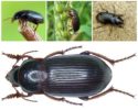 Ground beetle