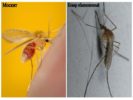 יתוש ויתוש נפוץ