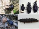 Местообитание на земен бръмбар