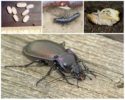 Riproduzione e sviluppo dello scarabeo