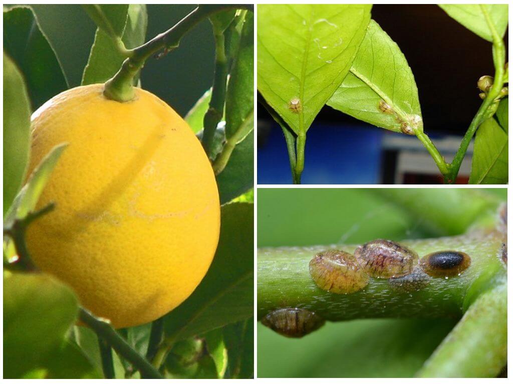 Как да се справим с краста на лимон