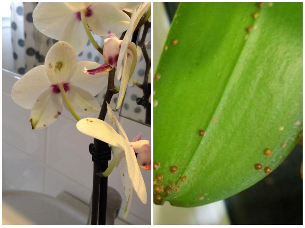 Orkide üzerindeki böceklerle nasıl başa çıkılır?
