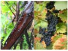 Shield on grapes