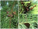 Conifers