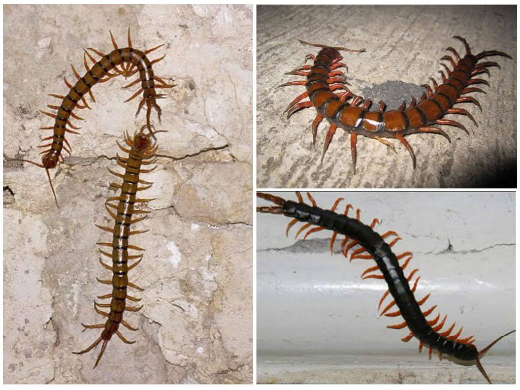 Scolopendra dans le territoire de Krasnodar