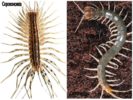 Centipede și Scolopendra