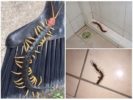 Scolopendra in huis