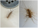 Centipede în apartament