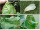 Whiteflies e afidi su piante d'appartamento