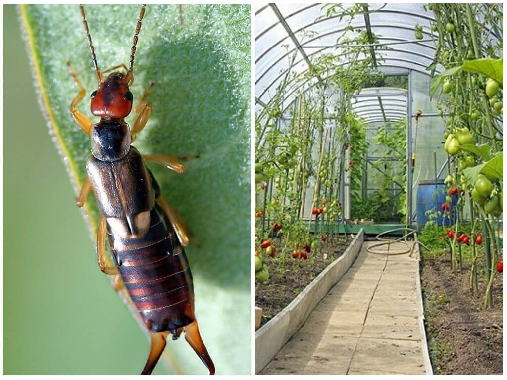 Paano haharapin ang mga doble (earwigs) sa isang greenhouse