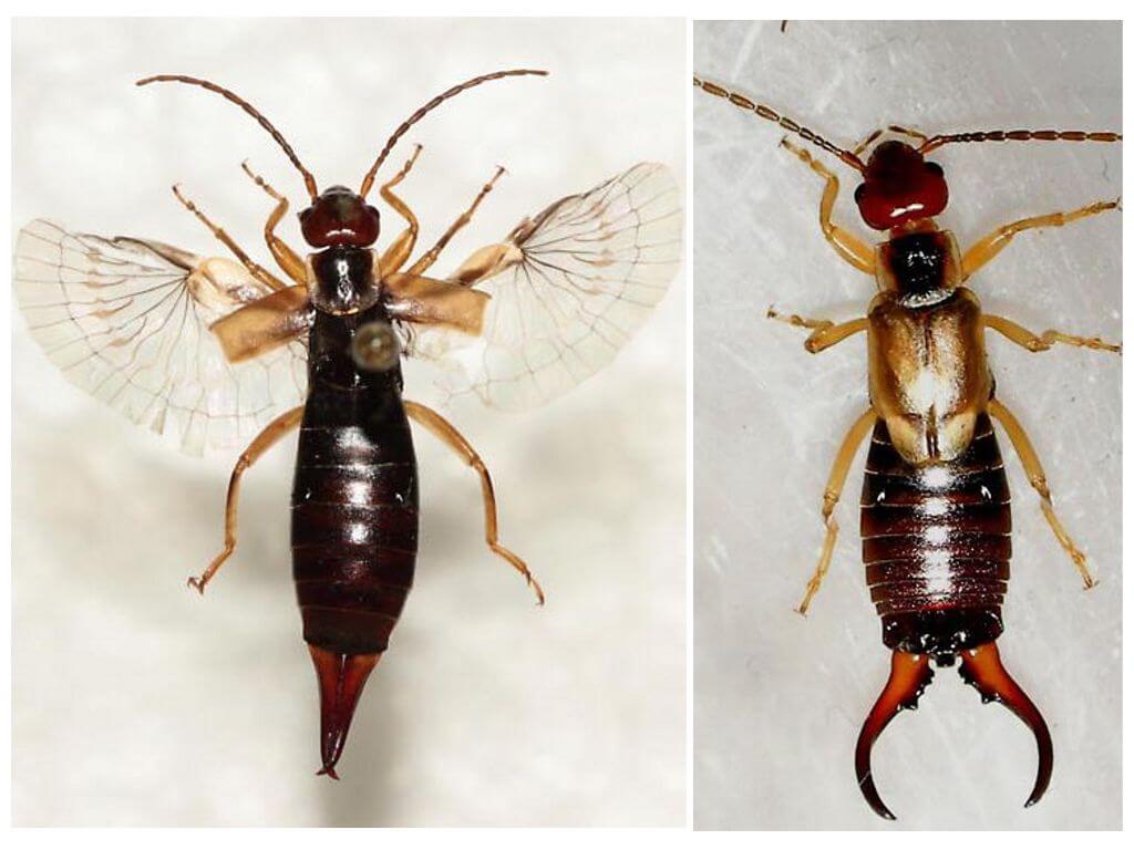 Tijeretas para insectos: una foto, una descripción de lo que es peligroso