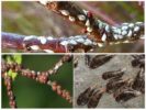 Tipi di insetti in scala