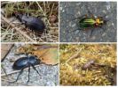 Variationer av markbaggar