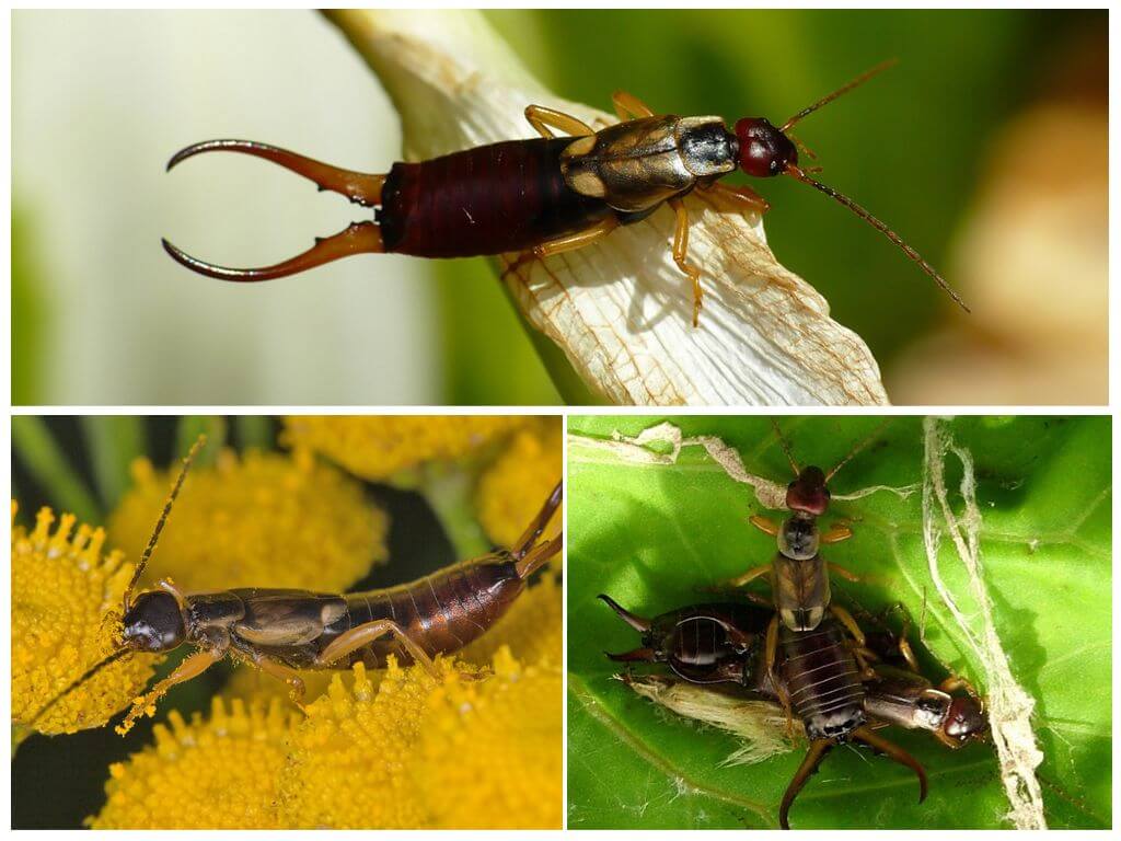 How to deal with earwigs in a private house and garden