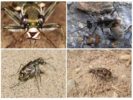 Mga Beetles ng Kabayo