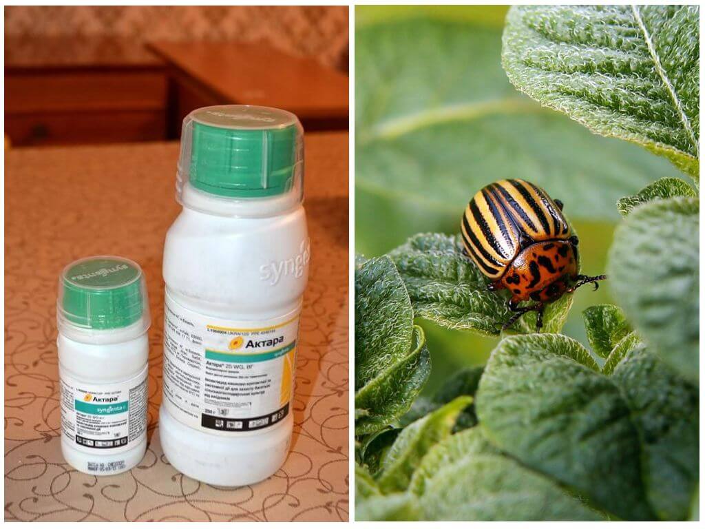 Actar Remedy untuk kumbang kentang Colorado