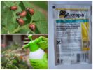 Remediu Actar pentru gândacul de cartofi din Colorado