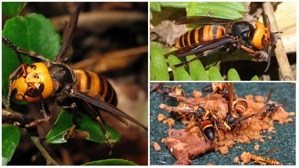 Hornetele mari: Hornets asiatici uriași și negri