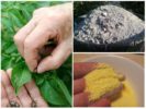 Kimya olmadan Colorado patates böceği ile mücadele