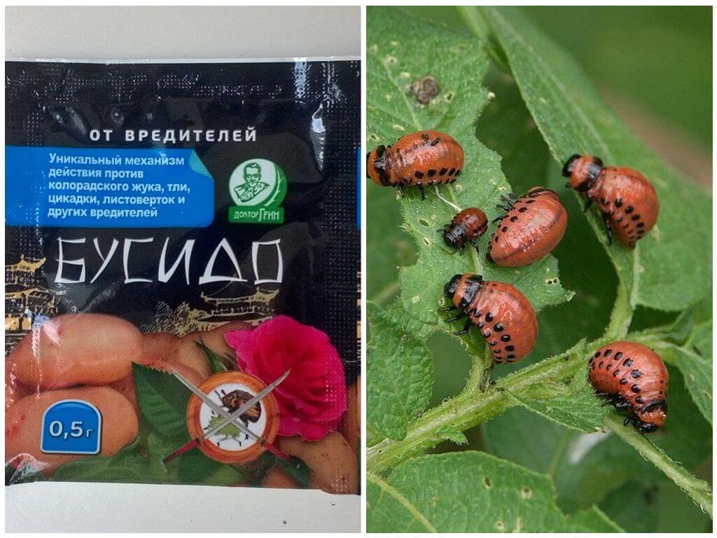 O remédio para o besouro de batata do Colorado Bushido: instruções de uso, eficácia, revisões