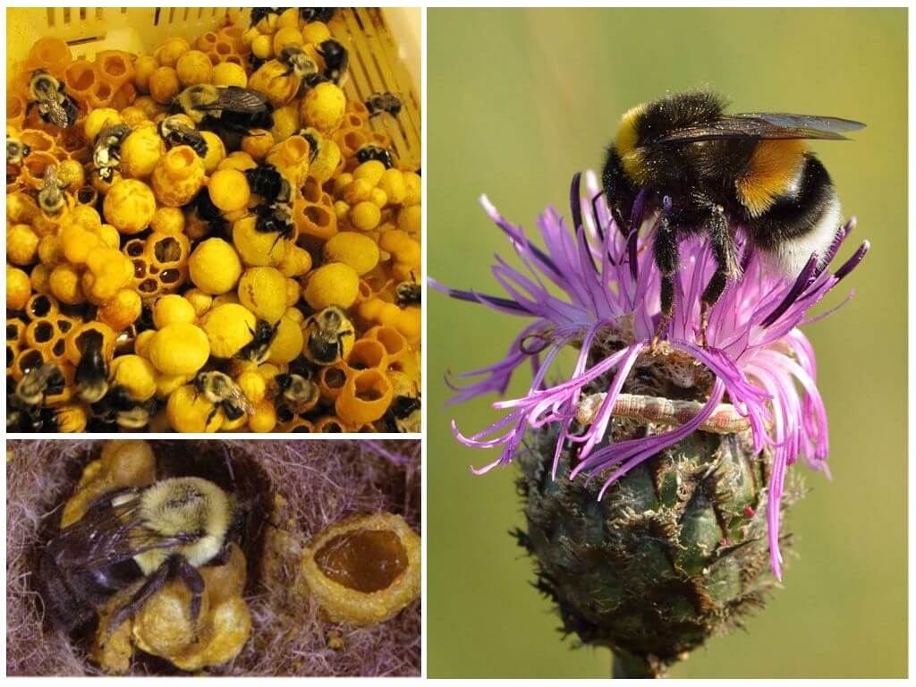 האם דבורים יש דבש