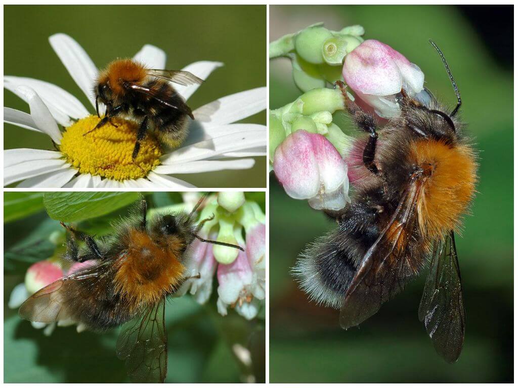 Описание и снимка на градска пчела