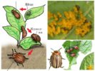 Жизнен цикъл на колорадския бръмбар от Колорадо