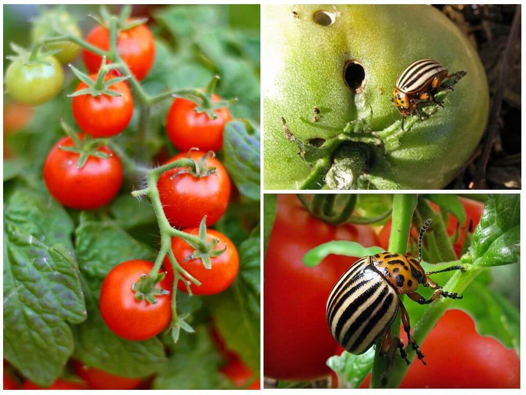 Cara memproses tomato dari kumbang kentang Colorado