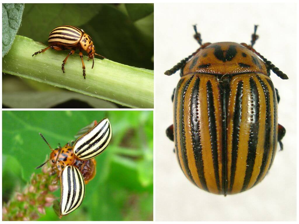 Apa yang dilihat kumbang kentang Colorado, foto dan gaya hidupnya