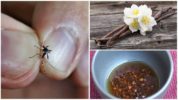 Remédios populares para controle de insetos