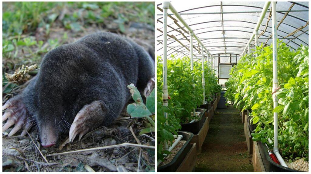 Paano haharapin ang mga moles sa isang greenhouse