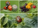 Insectes lluitadors d'escarabats de Colorado