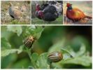 Linnut syövät Colorado-kovakuoriaisia