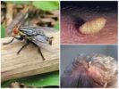 Menselijke huid-horzel en zijn larven