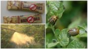 El uso de la droga Nadoval contra el escarabajo de la patata de Colorado