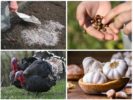 Modalități populare de a face față gândacilor din Colorado