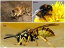 Abelha, abelha e vespa