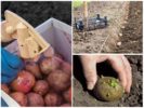 Bulvių perdirbimas prieš sodinimą