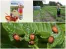 Mamamatay mula sa Colorado potato beetle
