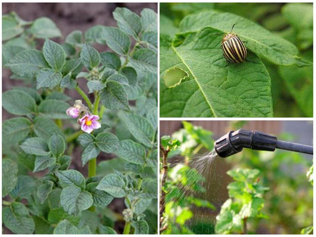 È possibile lavorare le patate dagli scarabei di Colorado durante la fioritura?