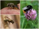 Arı, yaban arısı ve yaban arısı