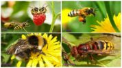 Skillnaden mellan humla, hornet, geting, bi