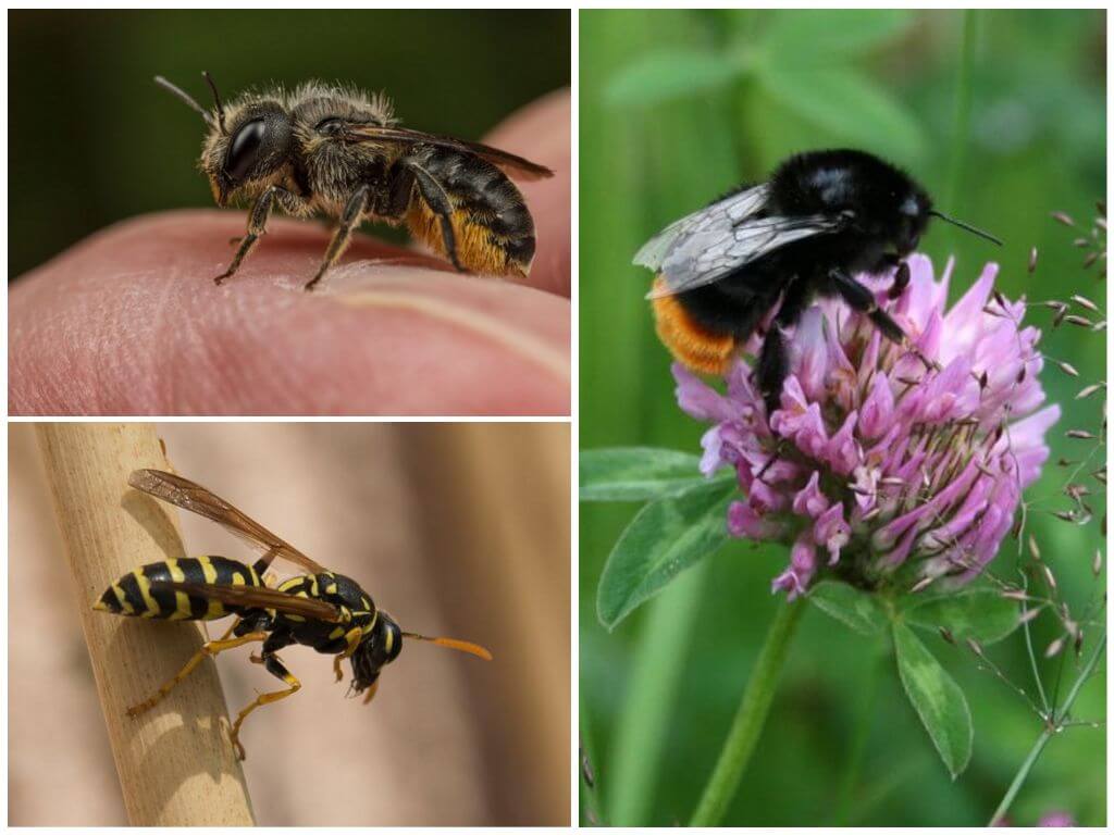 Diferenças entre uma abelha e uma abelha e uma vespa