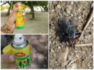 Gadflies ve at sineklerinden aerosoller